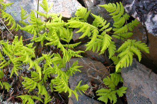 Gymnocarpium dryopteris (oak fern)