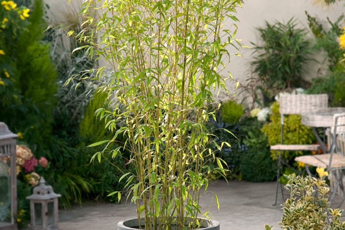 Phyllostachys Aurea (Yellow Bamboo)