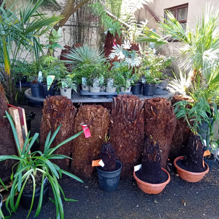 Dicksonia Antarctica - Tree Ferns  - In Stock - Image 3