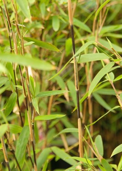 Fargesia nitida ‘Pillar’ (nitida ‘Gansu’ x ‘ Nitida’) – Crawford Ferns ...