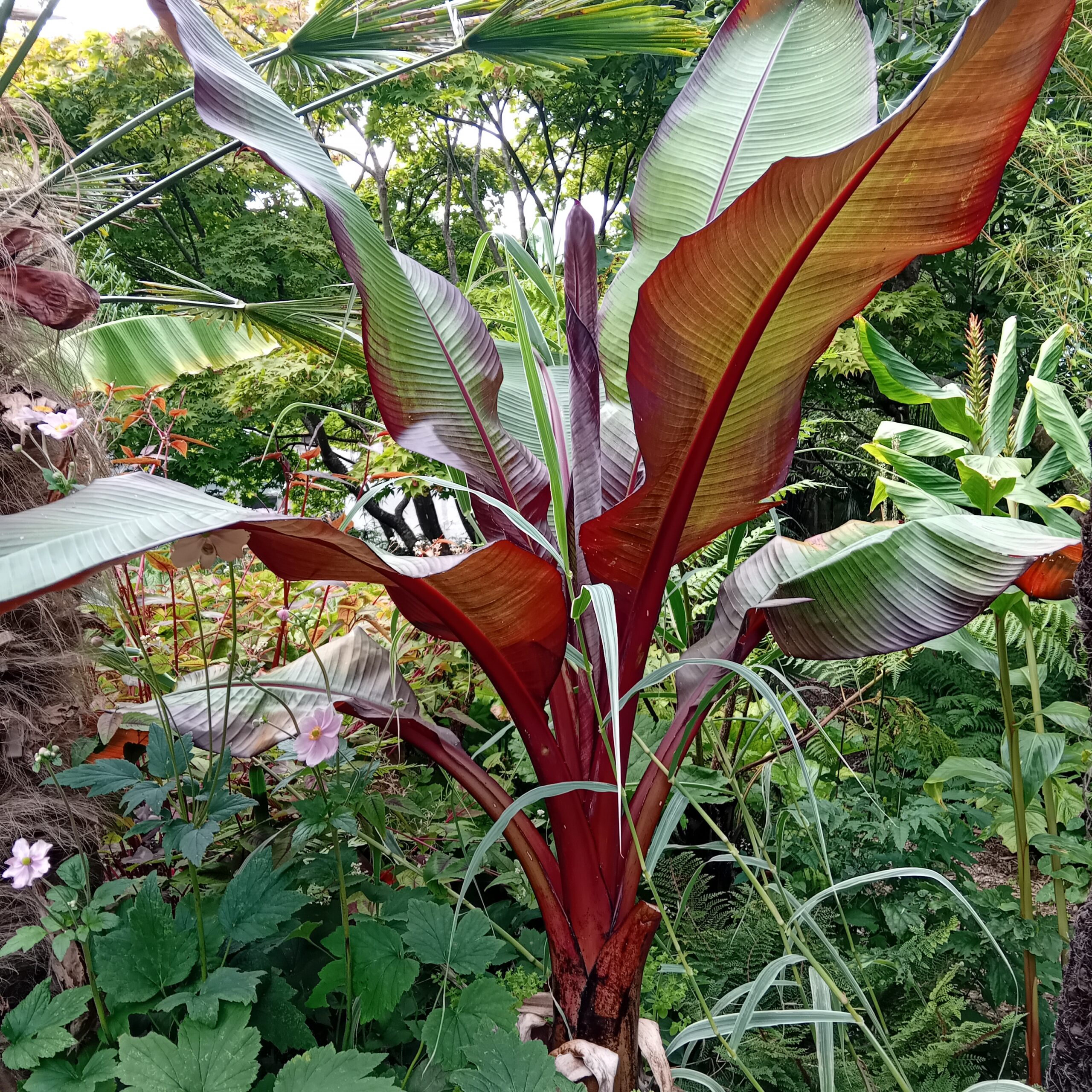 Red banana